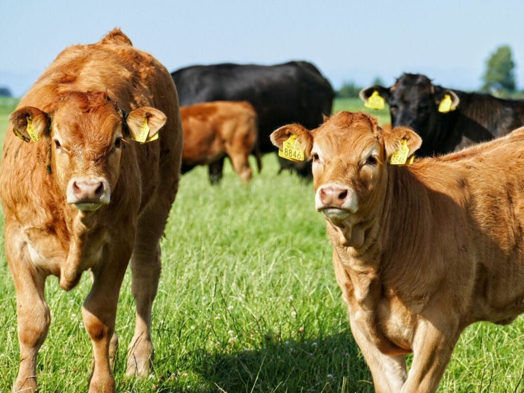 Guía Paso a Paso para Iniciar una Dieta Ecológica en tu Ganado