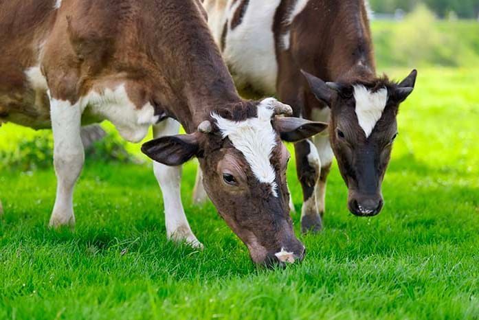 vacas beneficiandose de beneficios de la alimentación ecológica para ganado