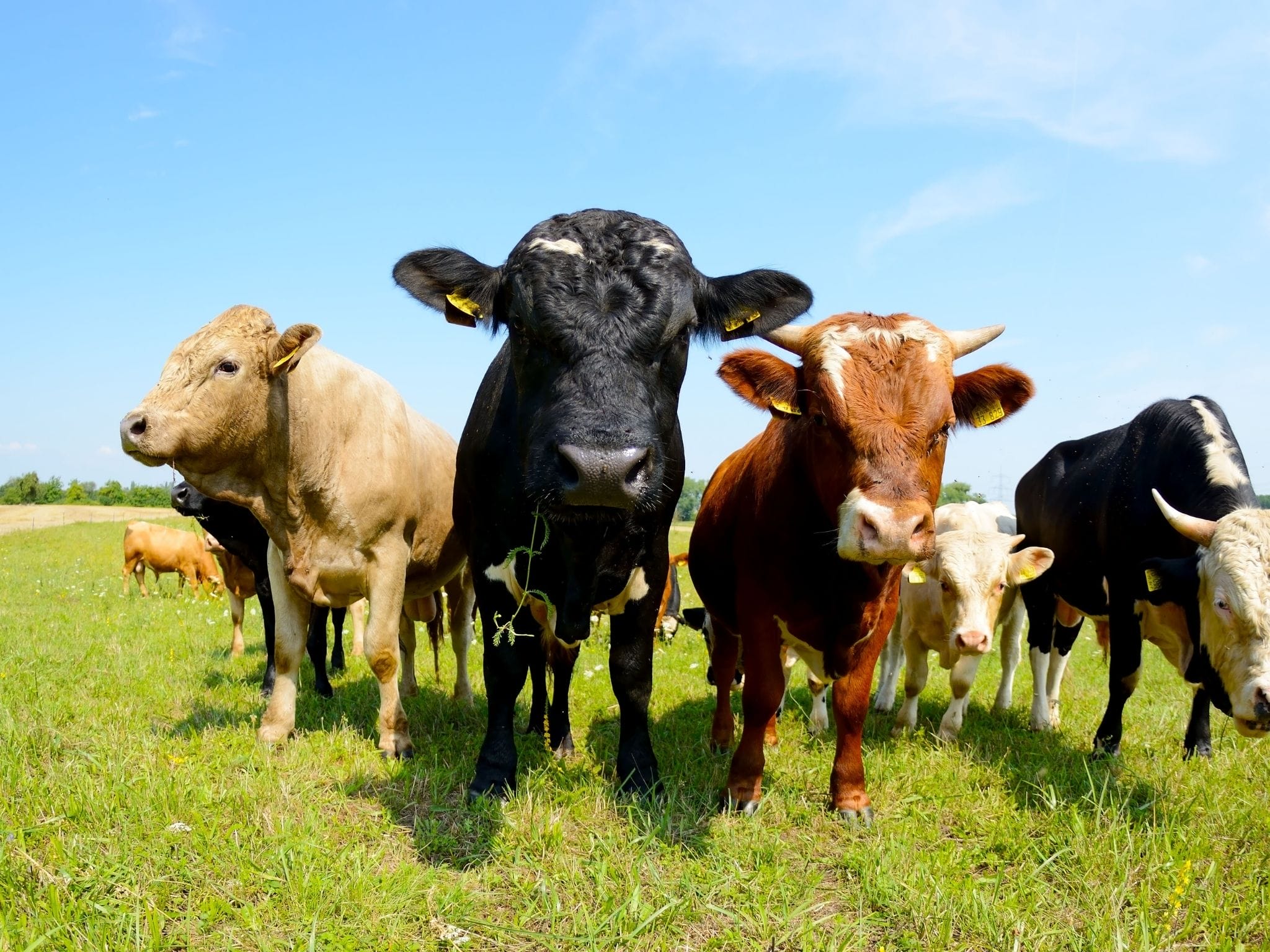 Alimentación ecológica vs convencional para ganado